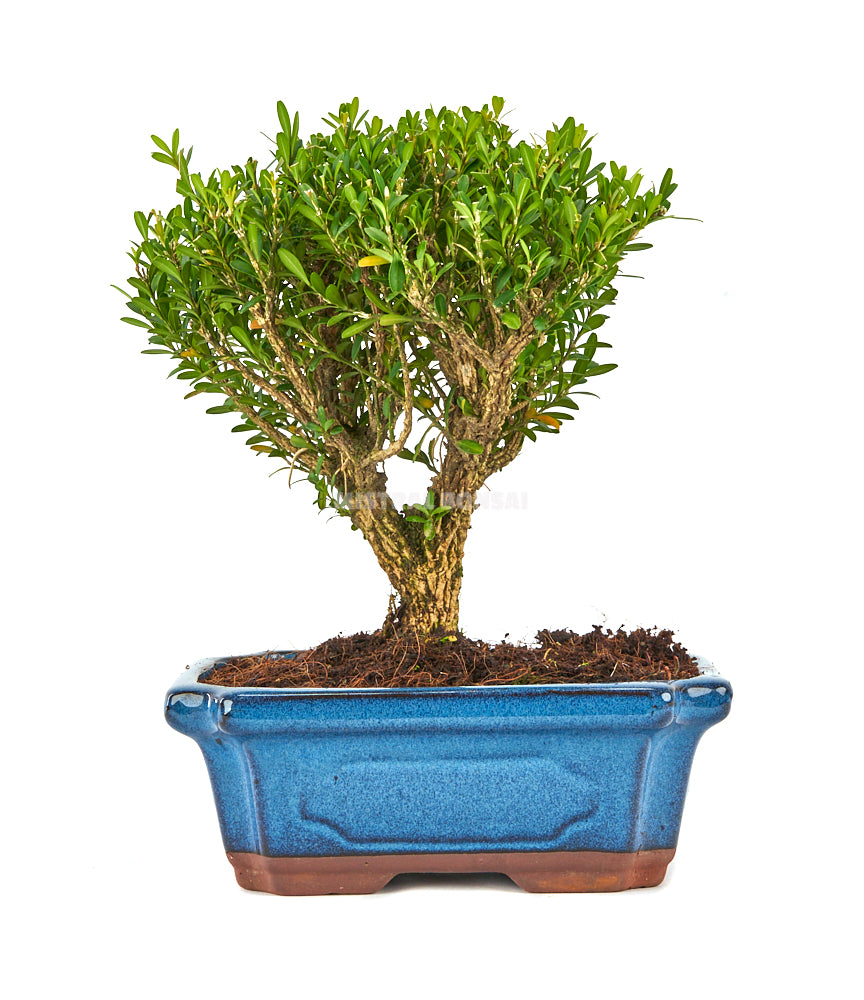 Bonsái Buxus harlandii (Boj Chino)