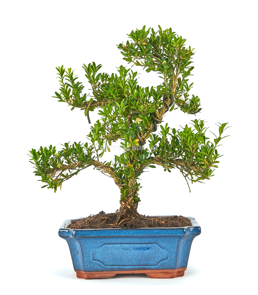 Bonsái Buxus harlandii (Boj Chino)