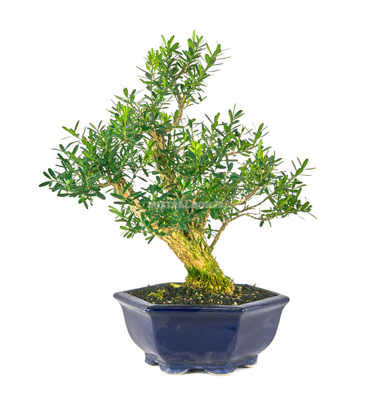 Bonsái Buxus harlandii (Boj Chino)