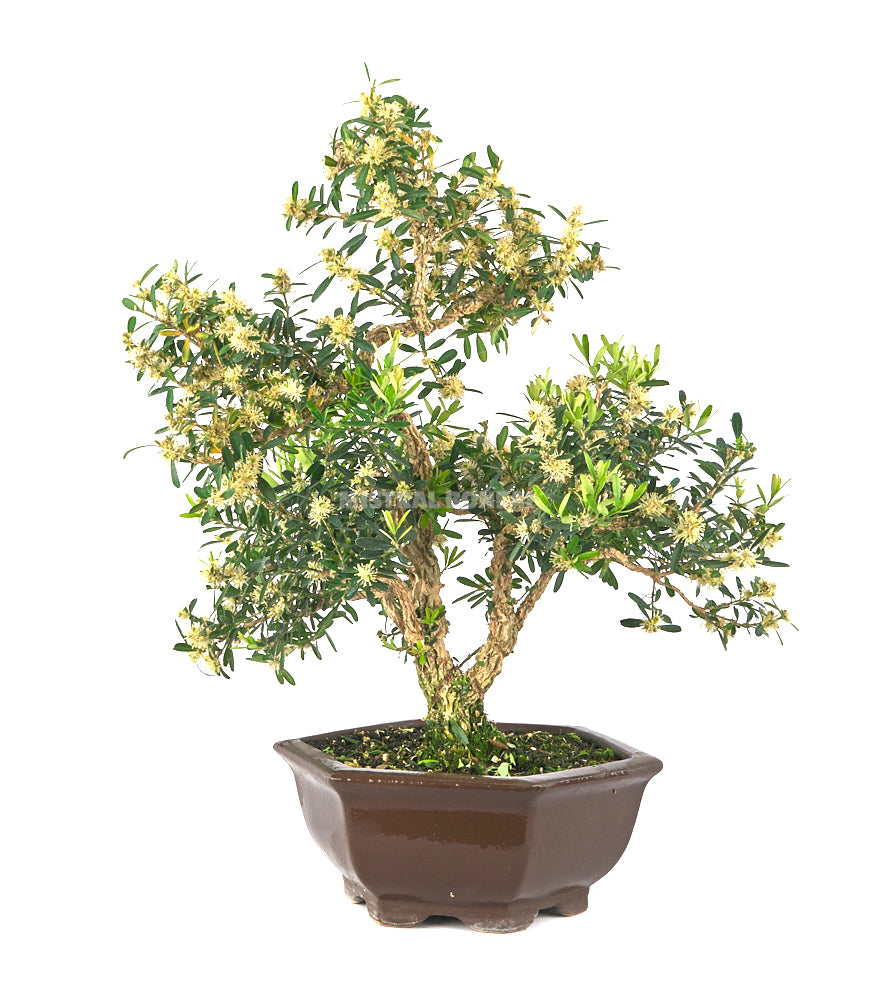 Bonsái Buxus harlandii (Boj Chino)