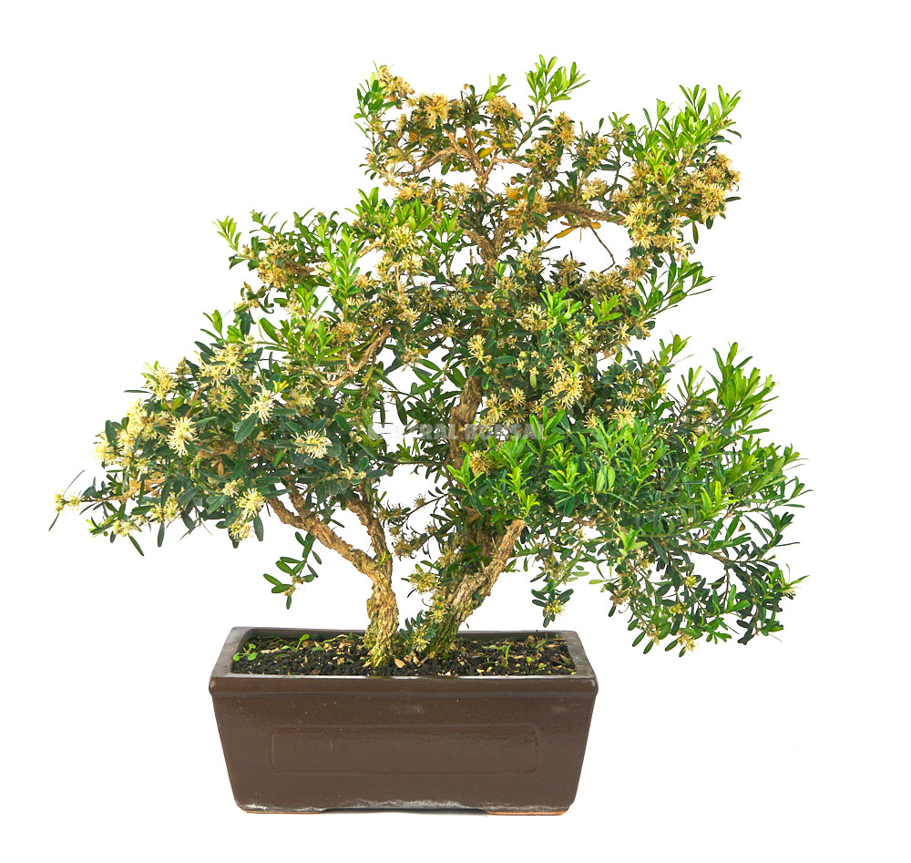 Bonsái Buxus harlandii (Boj Chino)