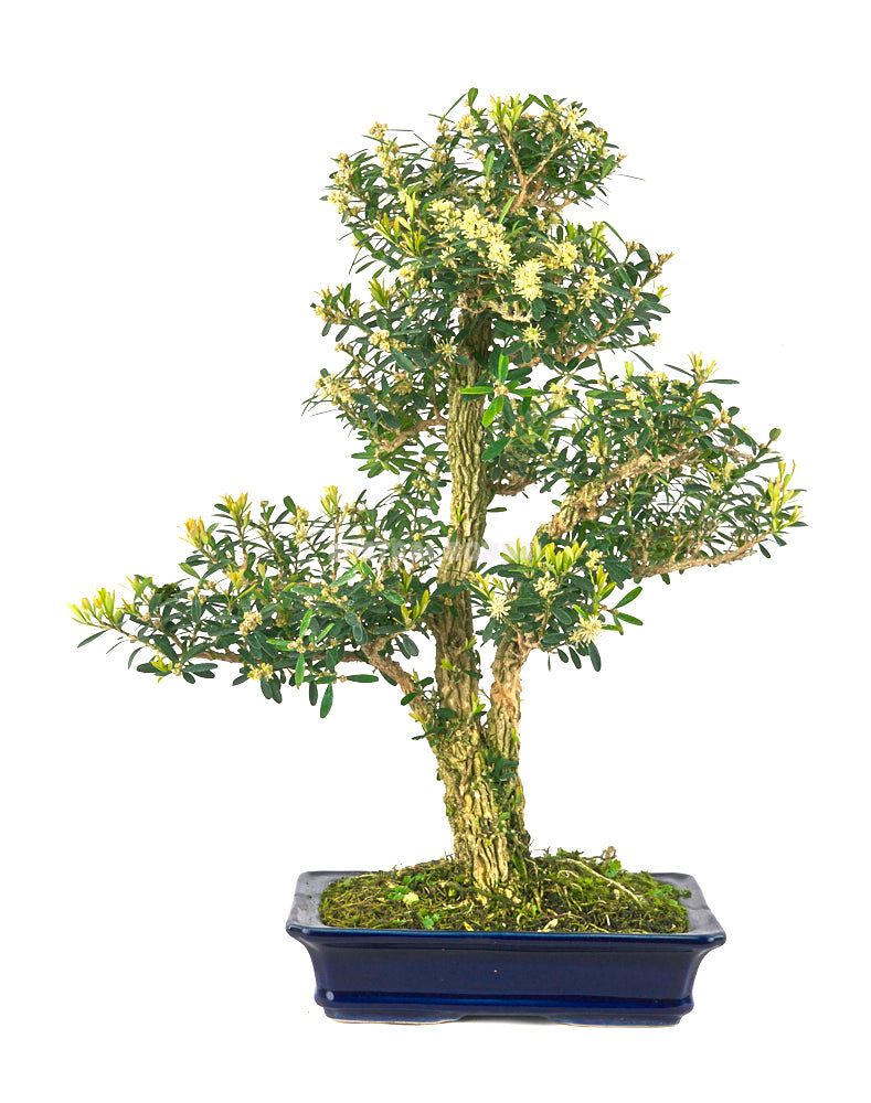 Bonsái Buxus harlandii (Boj Chino)