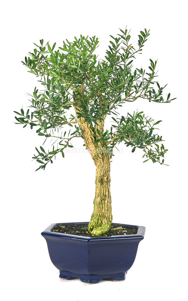 Bonsái Buxus harlandii (Boj Chino)