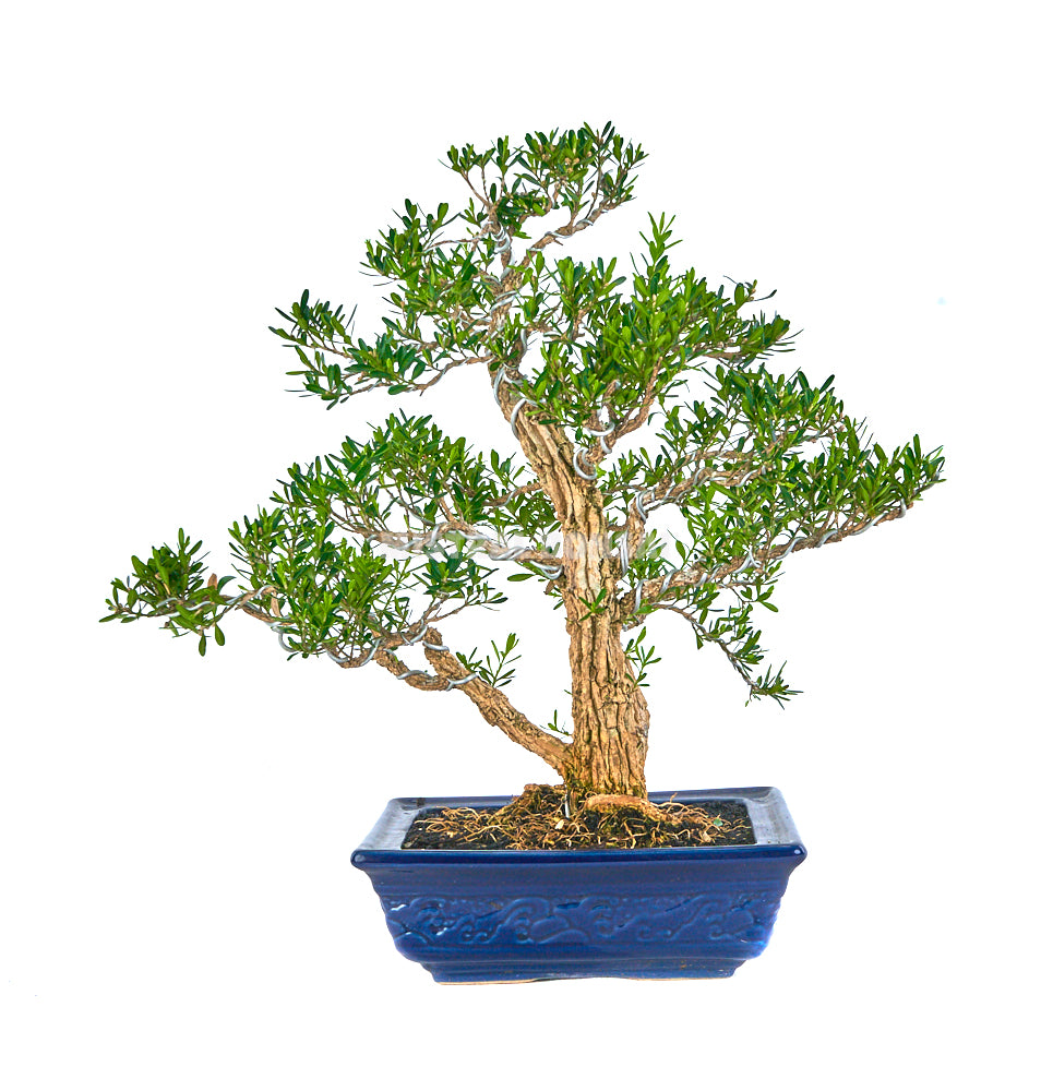 Bonsái Buxus harlandii (Boj Chino)