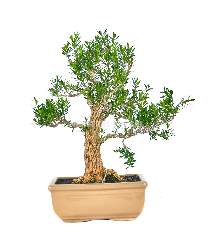 Bonsái Buxus harlandii (Boj Chino)