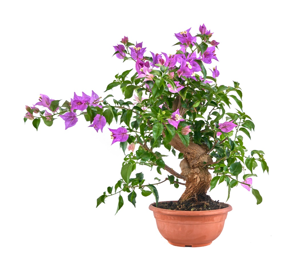 Bonsái Bougainvillea glabra (Buganvilla)