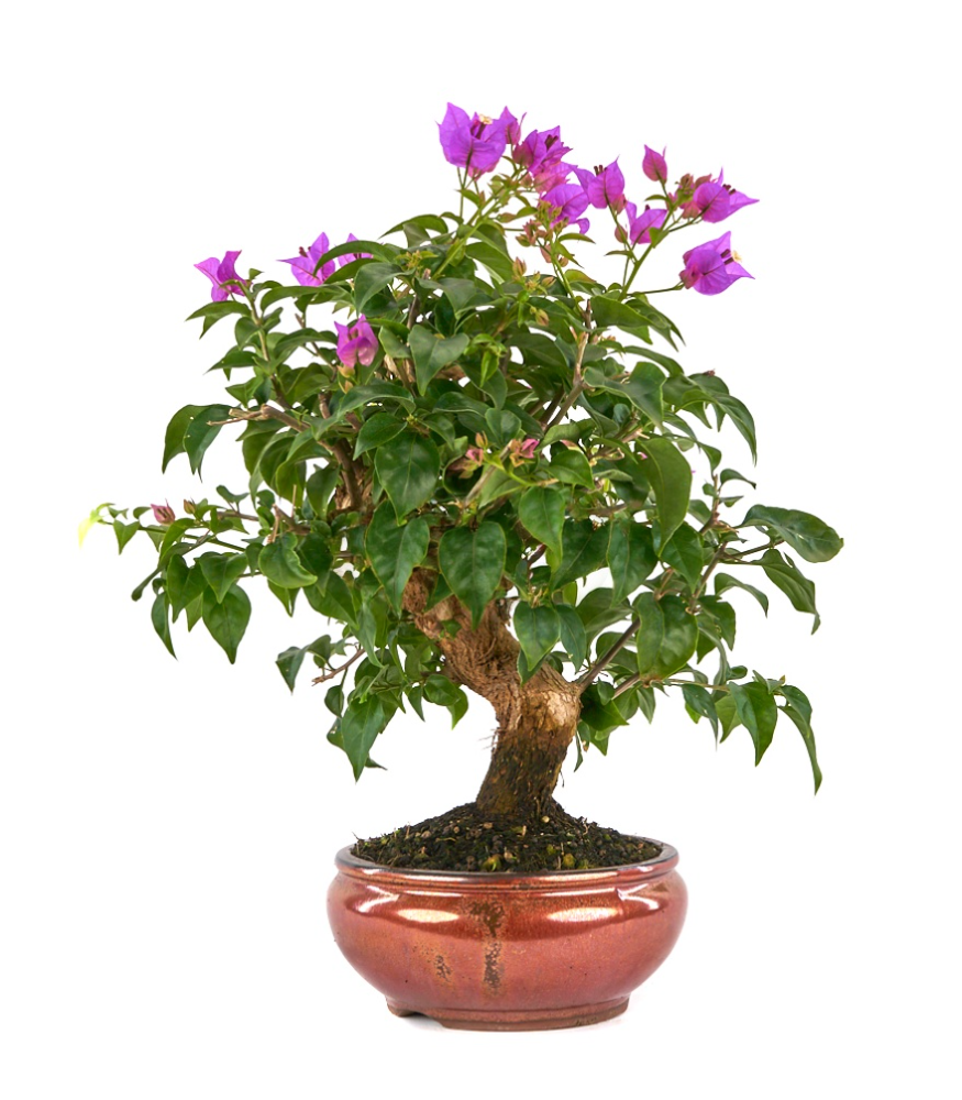 Bonsái Bougainvillea glabra (Buganvilla)