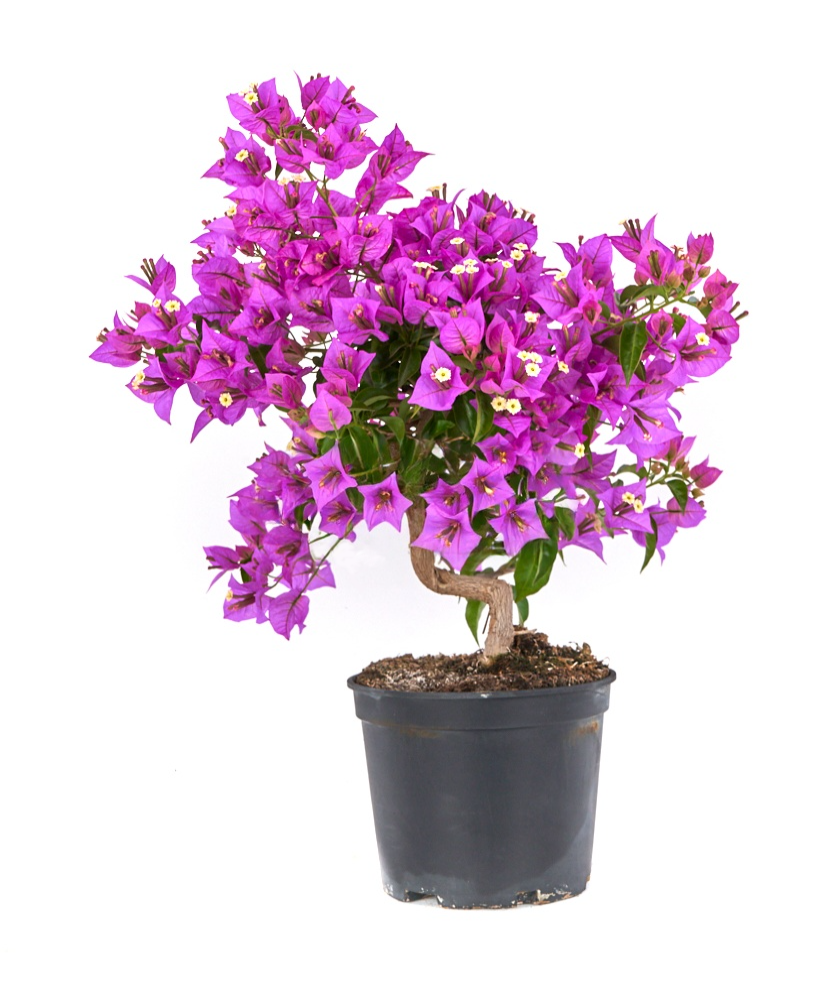 PreBonsái Bougainvillea glabra (Buganvilla)