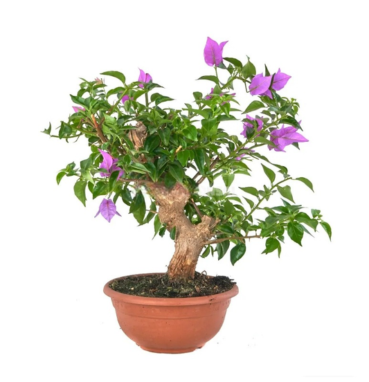 Bonsái Bougainvillea glabra (Buganvilla)